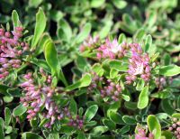 Pink flowers in early autumn and fleshy pink, cream and green foliage.